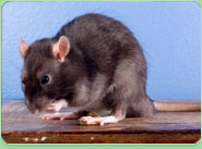 rat control Skelmersdale